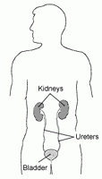 The urological system in modern medicine